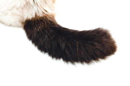 Birman cat s tail on whiteの写真素材