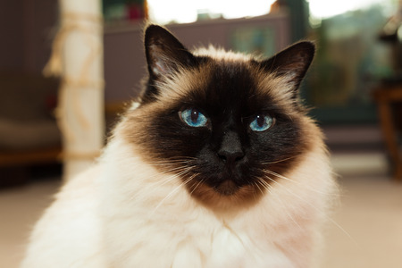 Pretty Birman cat at homeの写真素材