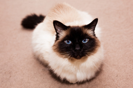 Pretty Birman cat at home on the carpetの写真素材