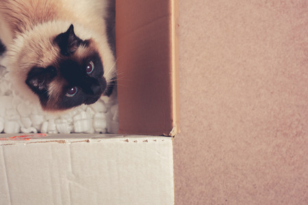 Pretty cat is hiding in a cardboard boxの写真素材