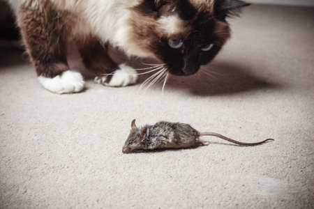 A cat is looking at a dead mouse he killedの写真素材
