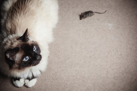 A cat and a mouse indoors on a carpet at homeの写真素材