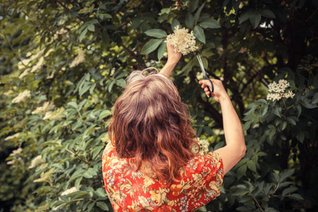 A young woman is cutting elderflowers from a tree with scissors