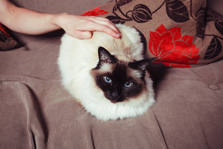 A pretty Birman cat on a sofa is being stroked by the hand of a womanの写真素材