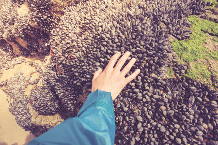 A woman's hand is touch some mussels growing on a rock