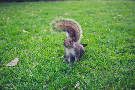 A squirrel is sitting on the grass in a parkの写真素材
