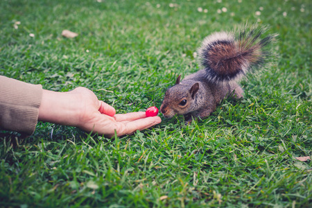 A woman's hand is feeding a wild squirrel a tomatoの写真素材