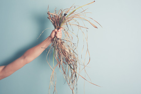 A female hand is holding a bunch of weedの写真素材