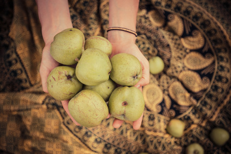 The hands of a young woman holding a bunch of applesの写真素材