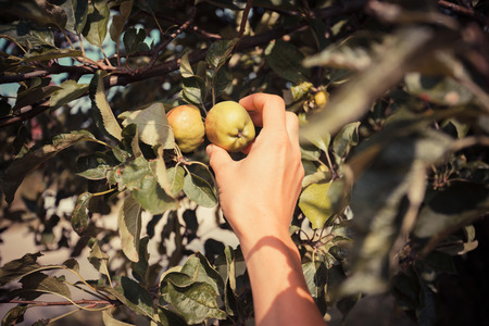 The hand off a young woman as she is picking apples from an apple treeの写真素材