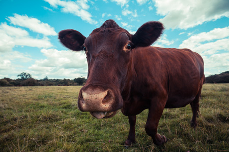 Close up of a brown cow standing in a fieldの写真素材