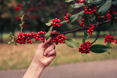 A young woman is in a park and is picking holly