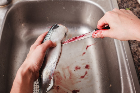 Close up on the hands of a young woman as she is gutting and cleaning a fish in the kitchenの写真素材