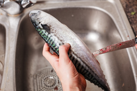 Close up on the hands of a young woman as she is gutting and cleaning a fish in the kitchenの写真素材