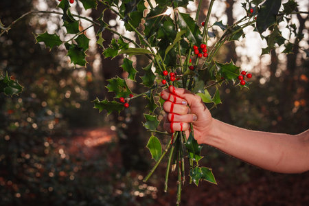 A bloody hand is holding a bunch of holly in the forestの写真素材