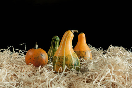 Colorful gourds on a bed of wood chippingsの写真素材