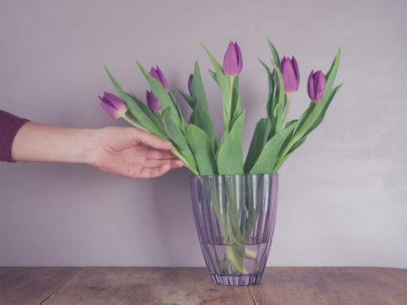 A female hand is touching a bouquet of purple tulips in a vaseの写真素材