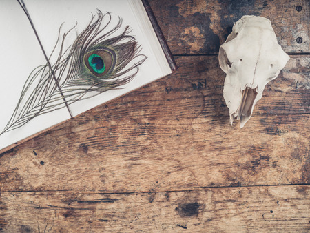 An old notebook with a peacock feather and a sheep skull on a wooden deskの写真素材