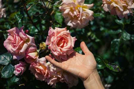 A young female hand is touching a rose on a sunny dayの写真素材