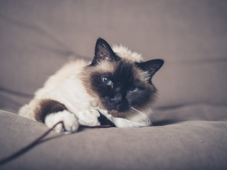 A pretty cat is playing with string on a sofaの写真素材