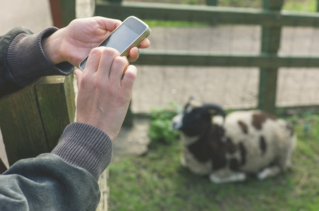 The hands of a young woman as she is using her smart phone on a farm by the enclosure of a goatの写真素材