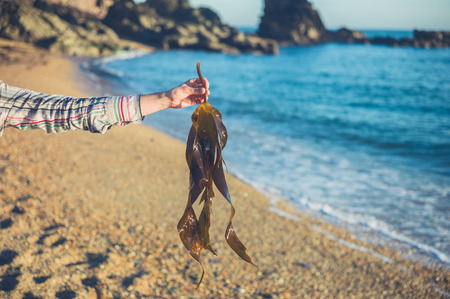 The hand of a young woman is holding a bunch of seaweed on the beachの写真素材