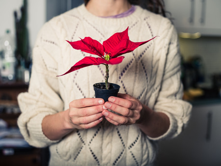 A young woman is standing at home and is holding a poinsettiaの写真素材