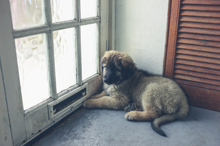 A cute leonberger puppy is waiting by the doorの写真素材