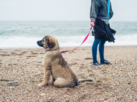 A young woman is walking a cute Leonberger puppy on the beach