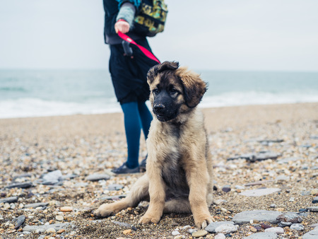 A young woman is walking a cute Leonberger puppy on the beachの写真素材
