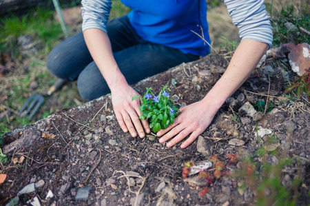 A young woman is planting a lobelia in her gardenの写真素材