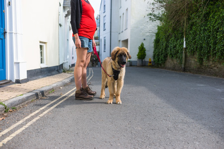 A young woman is walking a large Leonberger puppy in a villageの写真素材