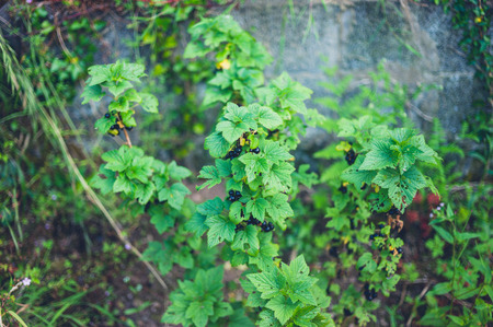 A black currant buch in a gardenの写真素材
