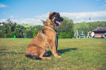 A young Leonberger puppy dog is resting on the grass in the parkの写真素材