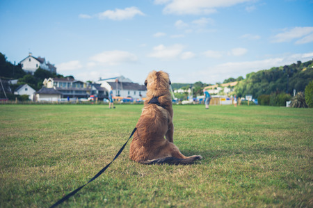 A young Leonberger puppy dog is resting on the grass in the parkの写真素材