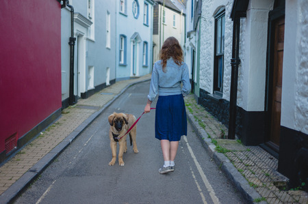 A young woman is walking her Leonberger puppy outside in a small townの写真素材
