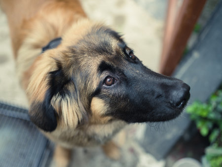 The face of a curious young Leonberger puppy