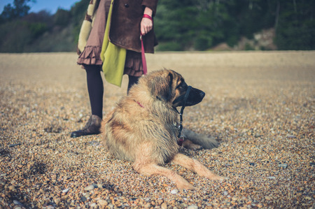A Leonberger dog on the beach with its ownerの写真素材