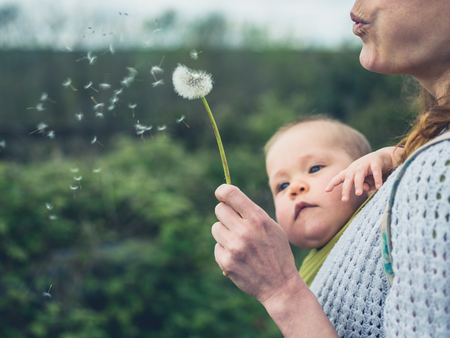 A young mother with a baby in a sling is blowing the seeds from a dandelionの写真素材