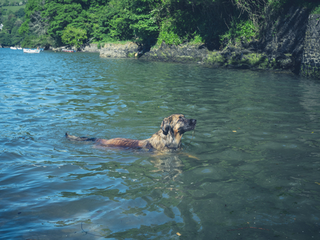 A big leonberger dog is swimming in a riverの写真素材