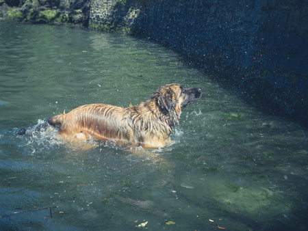 A big leonberger dog is swimming in a riverの写真素材