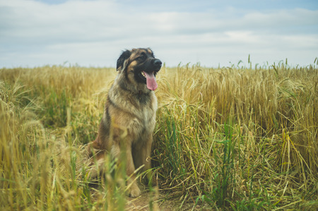 A giant Leonberger dog is sitting in a fieldの写真素材