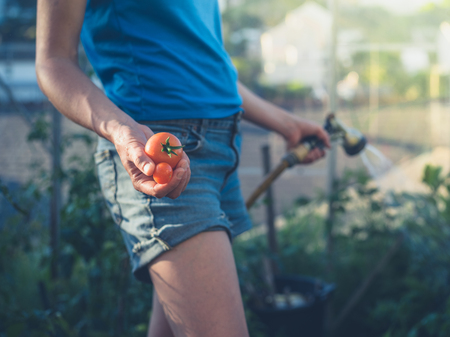 A young woman is watering the tomato plants in her greenhouseの写真素材