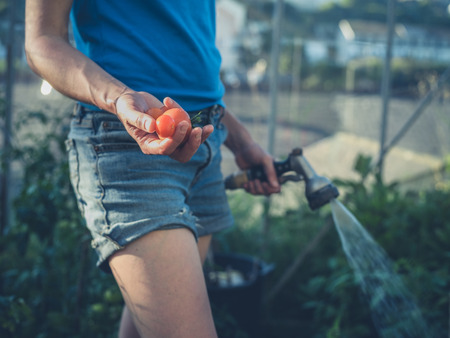 A young woman is watering the tomato plants in her greenhouseの写真素材