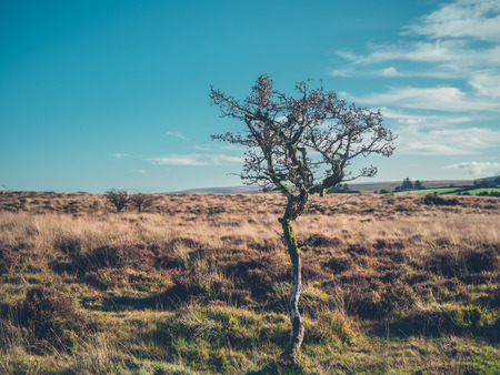 A lonely tree in the wildernessの写真素材