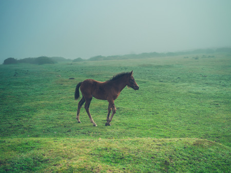 A young horse is running in the fog on the moorの写真素材