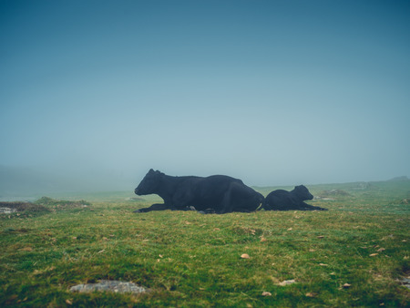 A cow and a calf are lying on the moor in the fogの写真素材