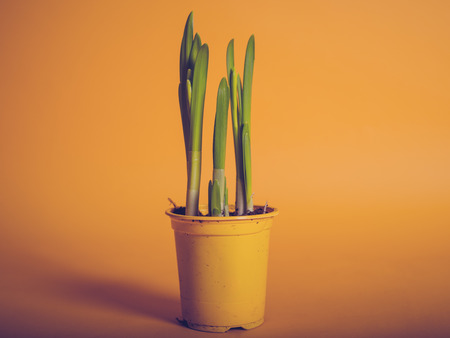 A young daffodil flower growing in a potの写真素材