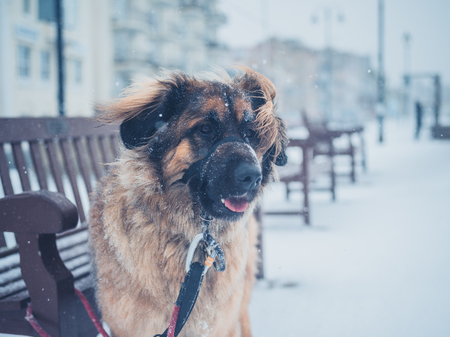 A Leonberger dog is tied to a bench in the snowの写真素材