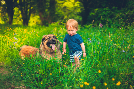 A cute little boy is in a meadow at sunset with his big dogの写真素材